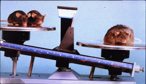 obmouse1.gif (74779 bytes)